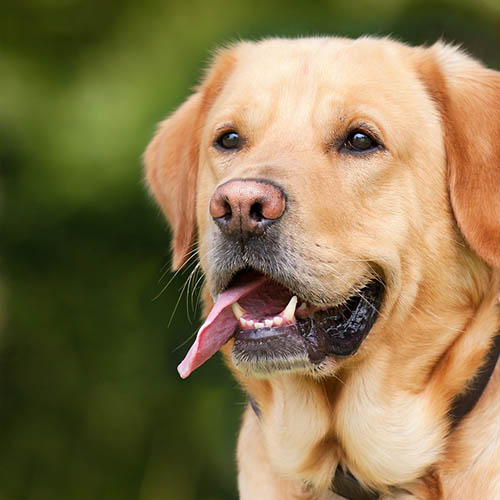  un chiot soin pharmacie Derambure